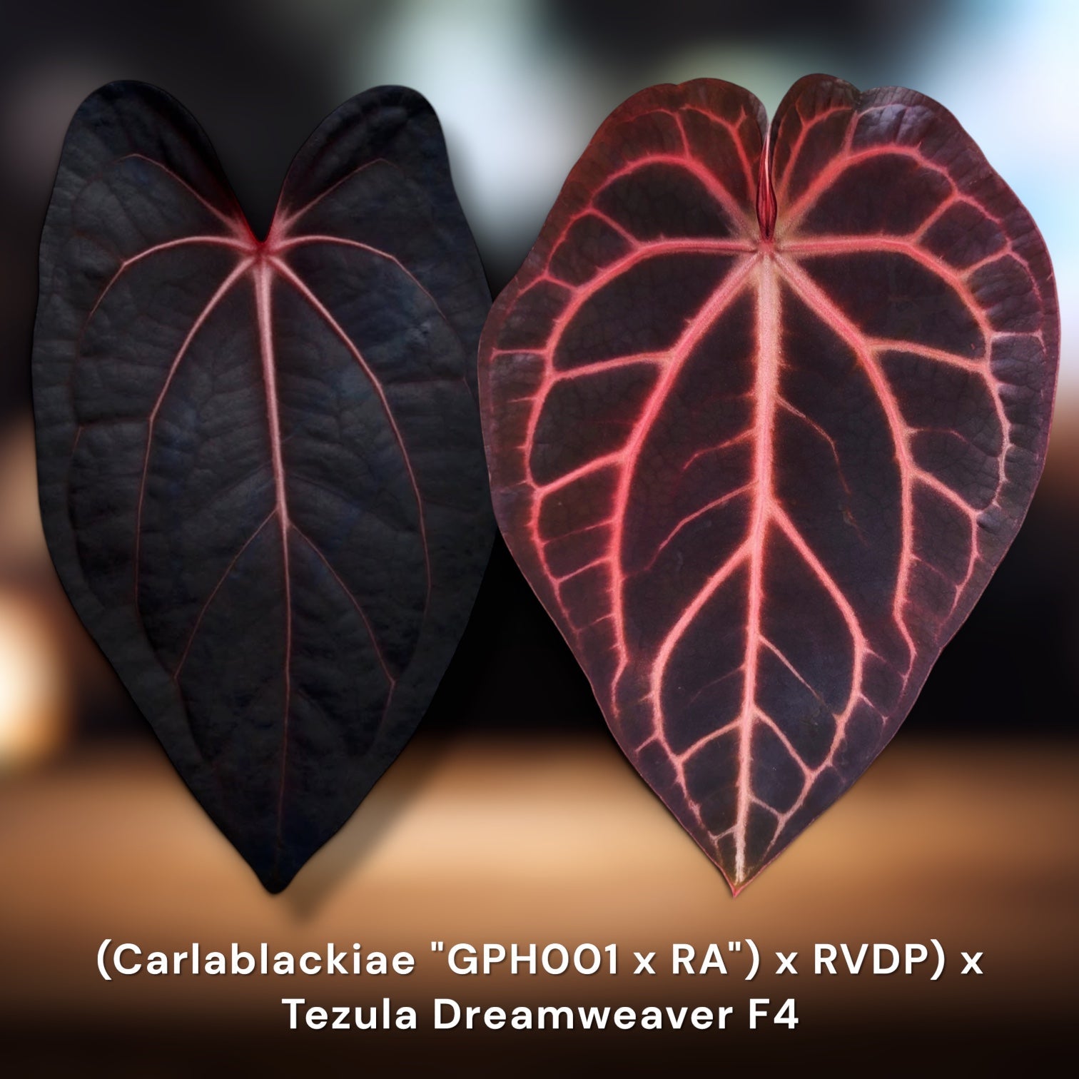 Red Crystal Anthurium Hybrids | JiggyPlantGuy