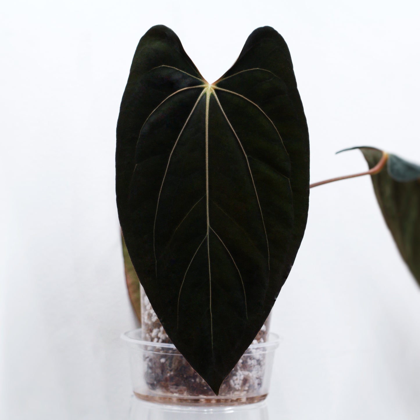 (Variegated BigBlackBlock x
PumkinSpice) x (Carlablackiae x RL "CaRL")