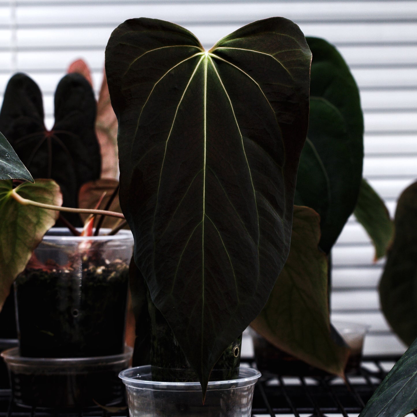 RG Dressleri x Carlablackiae “Amanda” x (BVEP x Dorito Portillae)