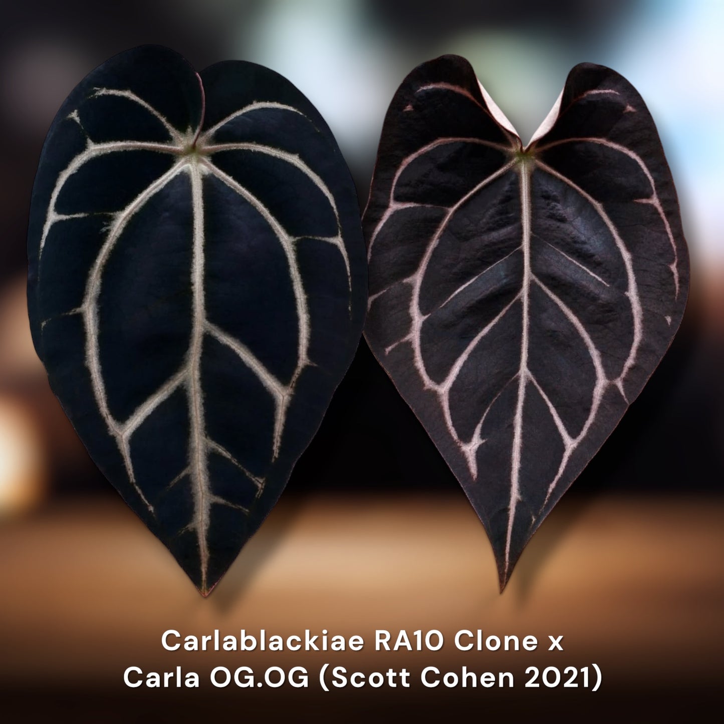 Carlablackiae RA10 Clone × Carlablackiae OG.OG
