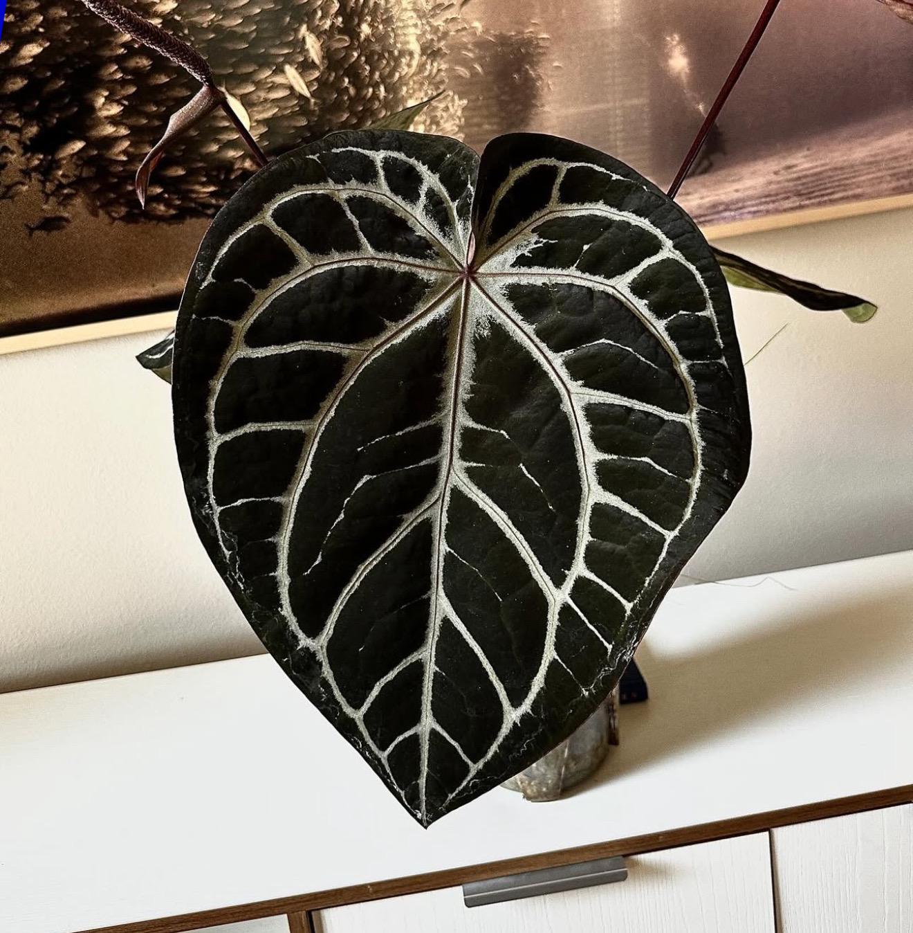 SKG Pink Lemonade x (SKG Grey x Z&M) *Select*