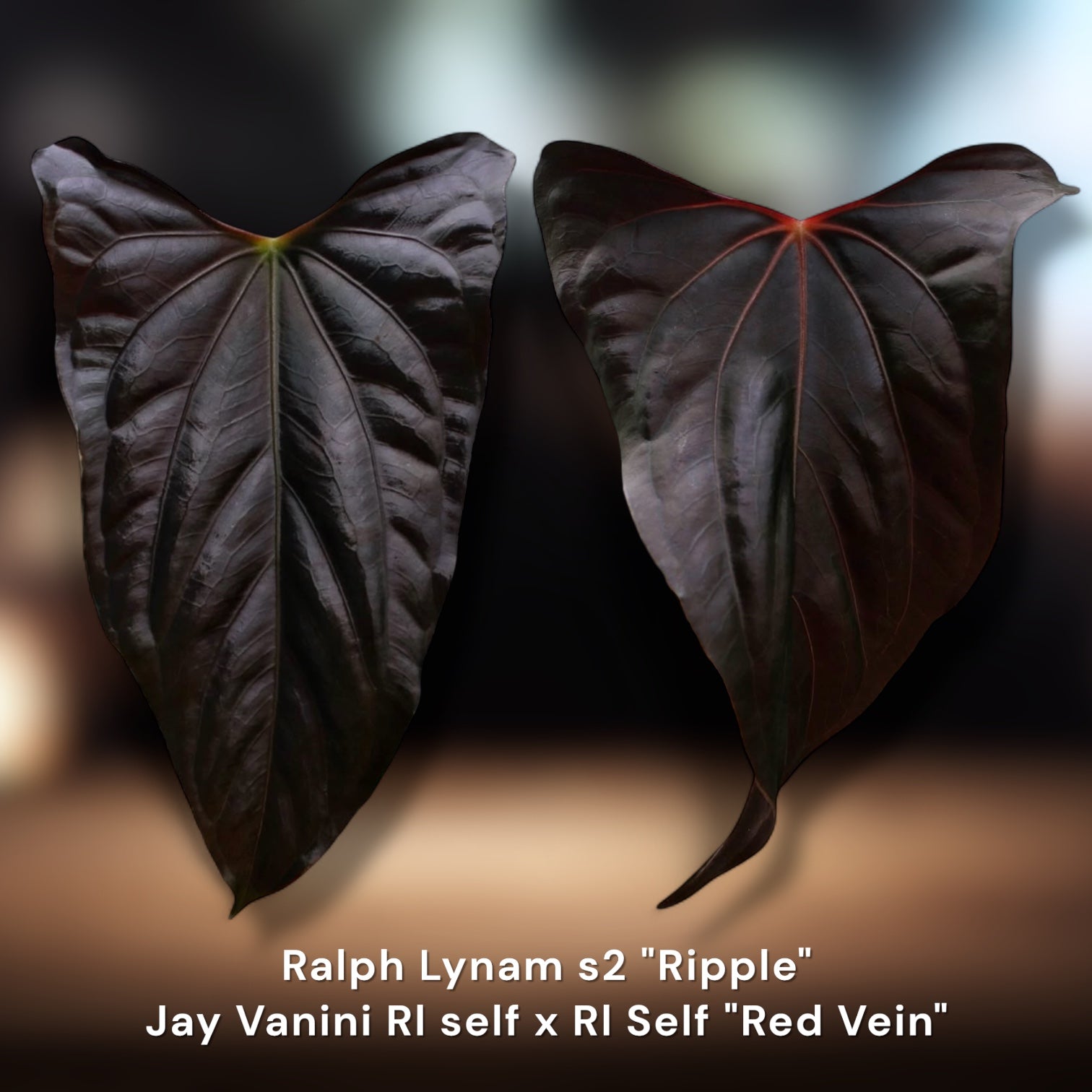 Ralph Lynam Ripple Papillilaminum Seedling | JiggyPlantGuy