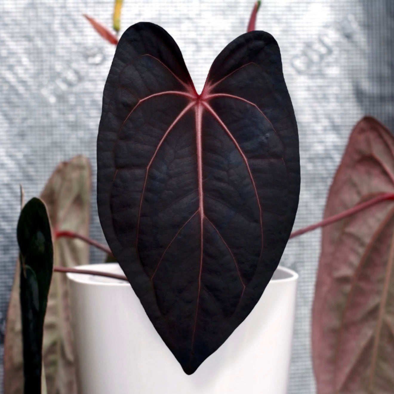 Non Variegated "Tutti Frutti" :: (Variegated Wonderboy × Papillilaminum) × (Carlablackiae × RVDP)