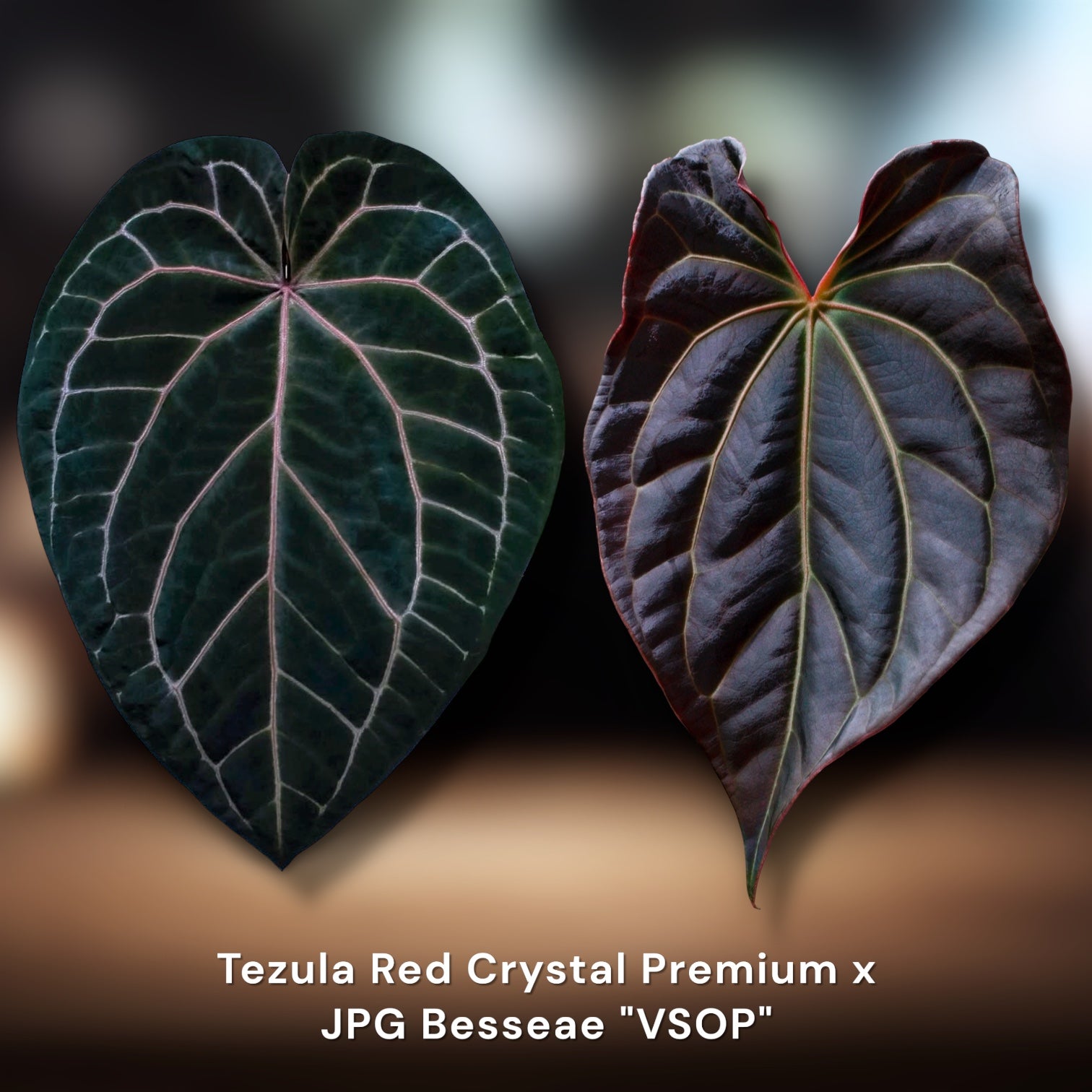 Tezula BWM × Besseae VSOP Anthurium Seedling | JiggyPlantGuy