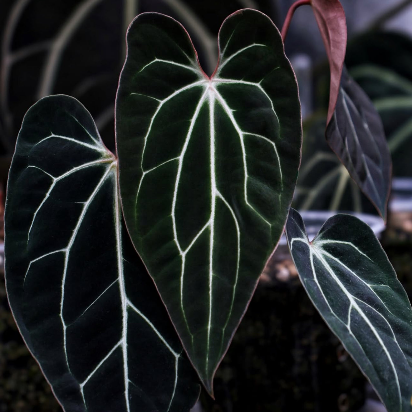 RL × RG DRESSERI F2 × Besseae “Bluey × Bingo”