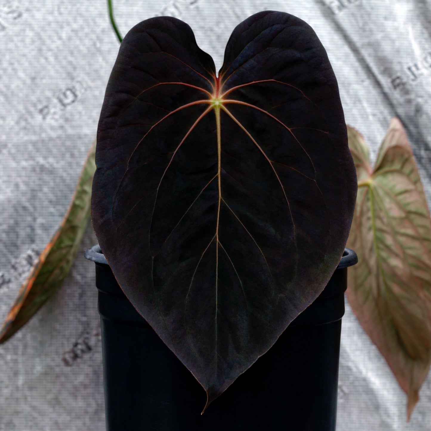 (Carlablackiae × RVDP) × BVEP Sun