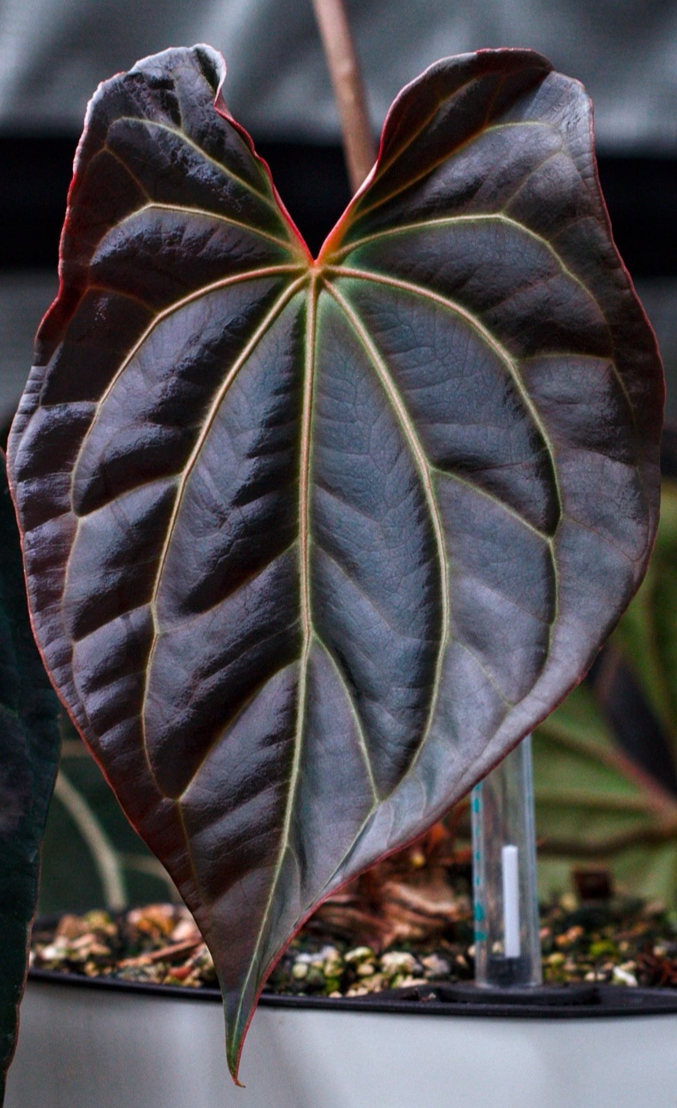 Fort Sherman Clone x Besseae aff. “VSOP”