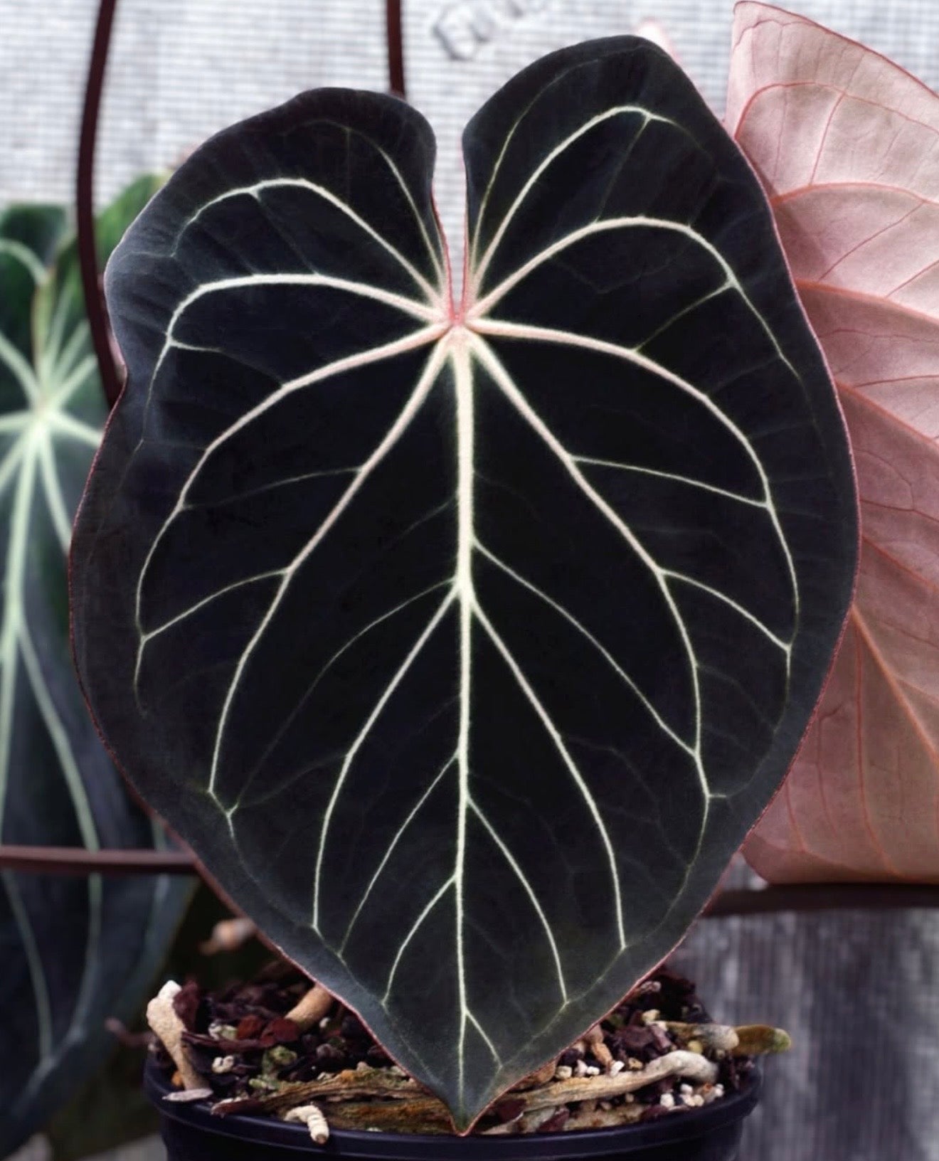 Tezula RC Premium x (KOS x Carlablackiae)