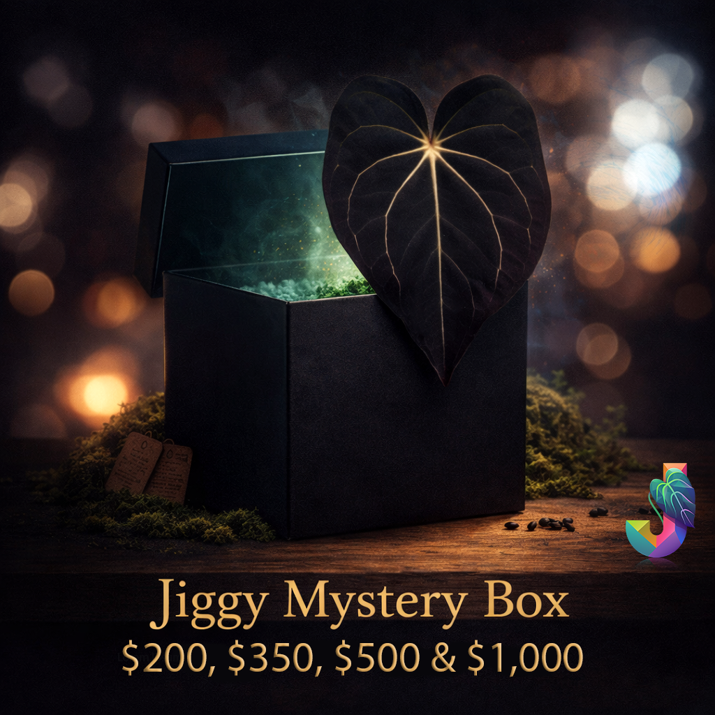 Etrarium 1st Anniversary 記念 BOX【PLANT】 Jiggy Anthurium Mystery Box – Jiggy Plant Guy