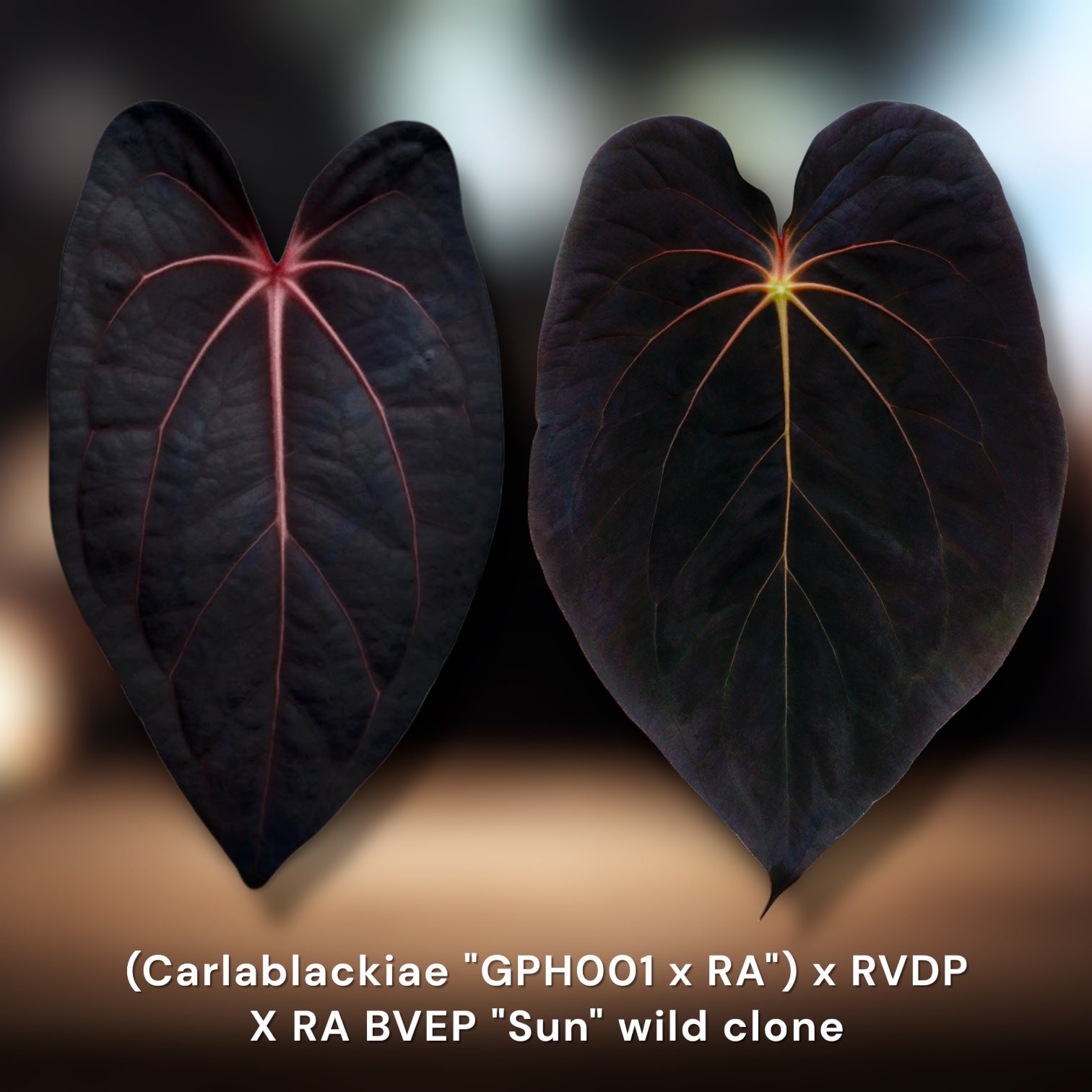 anthurium black beauty care Carlablackiae × RVDP) × BVEP Sun – Jiggy Plant Guy