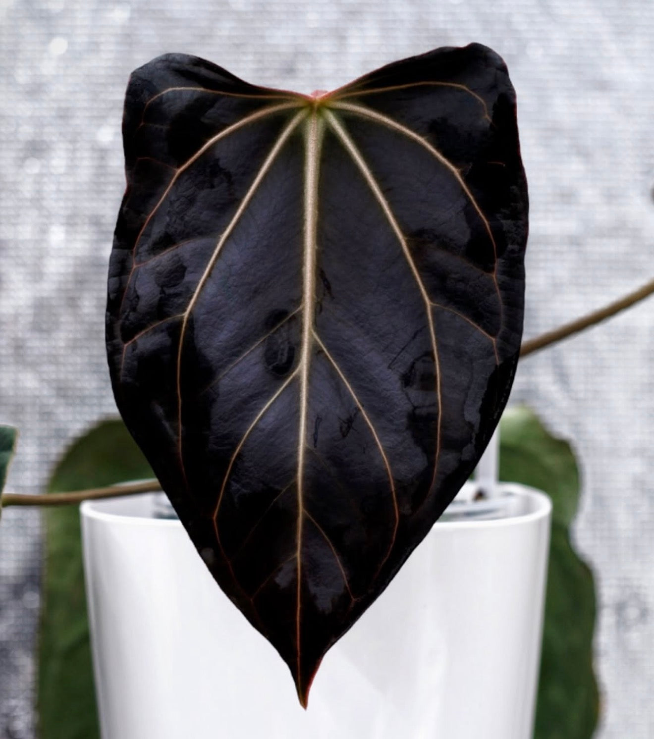 Dorito Portillae x Kunyalense x (Carlablackiae x Flat Besseae)