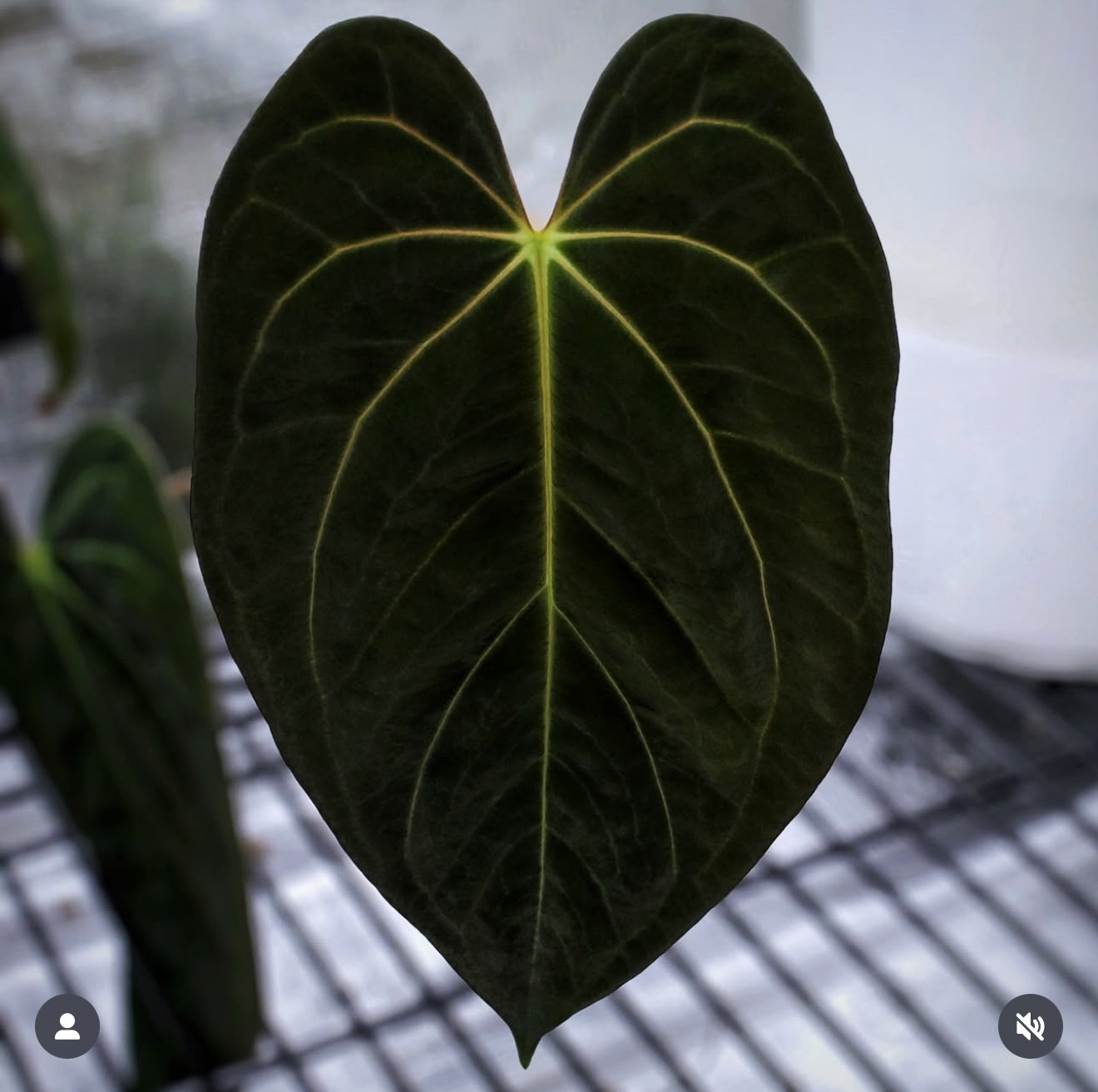 (Carlablackiae x BVEP x RLFS) x NOID