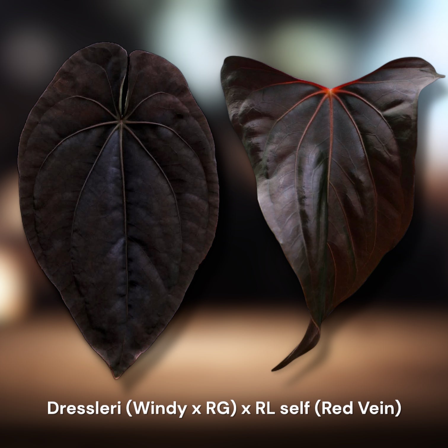 anthurium dressleri rg Tootsie Roll :: Dressleri (Windy x RG) x RL self (Red Vein) – Jiggy Plant Guy