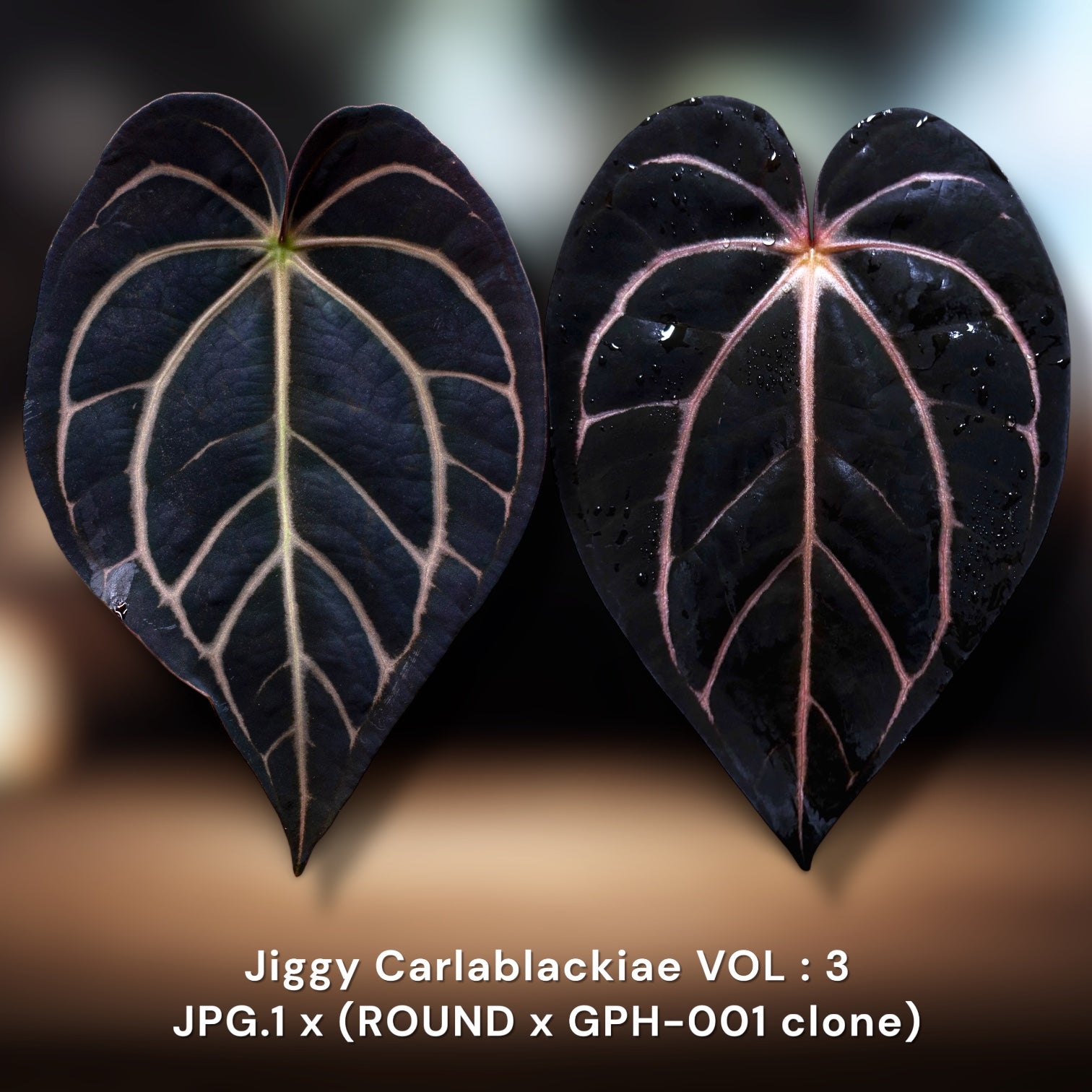 igt 1.0 ユニット　ブラックアガベ Jiggy Carlablackiae :: Volume 3 – Jiggy Plant Guy