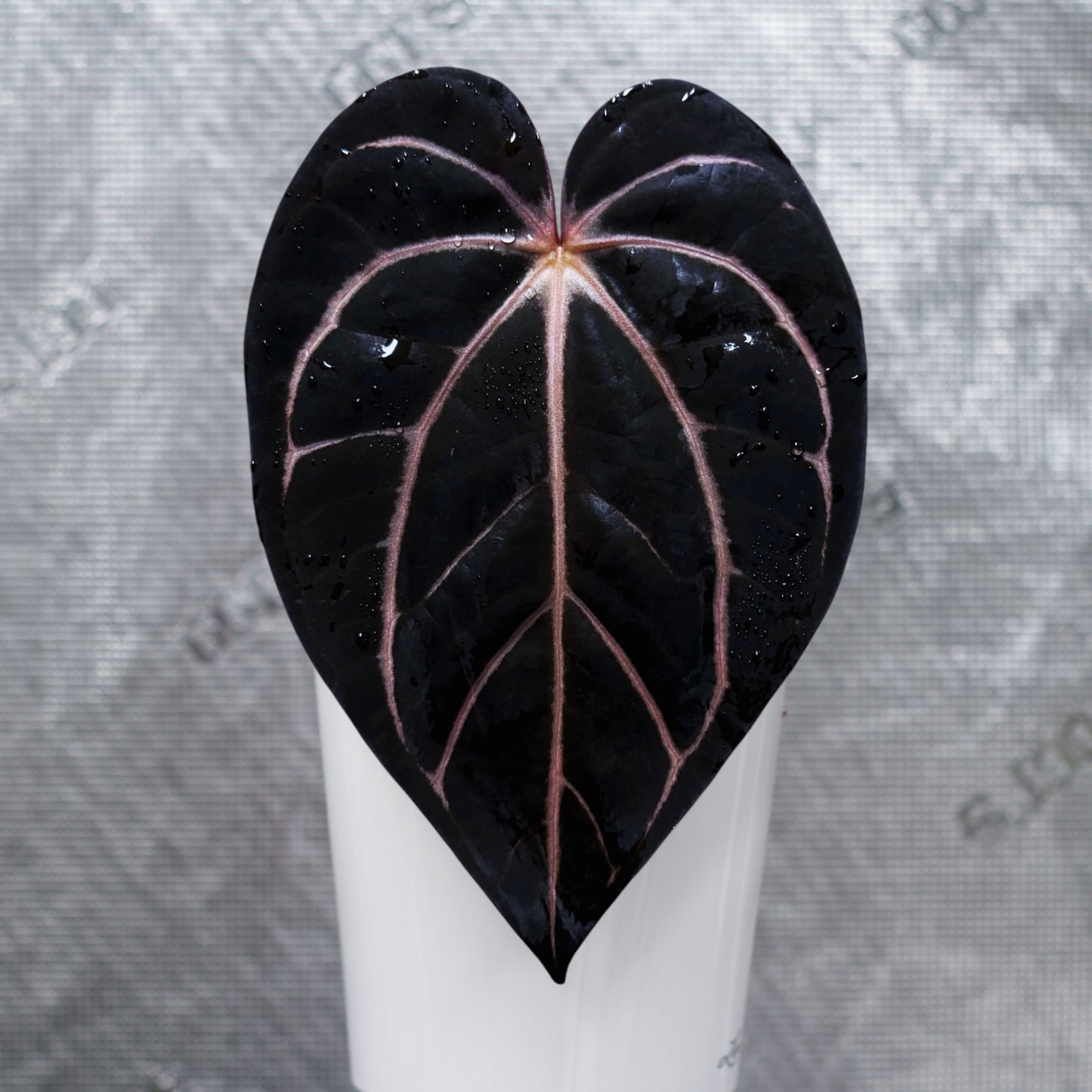 Jiggy Carlablackiae :: Volume 3