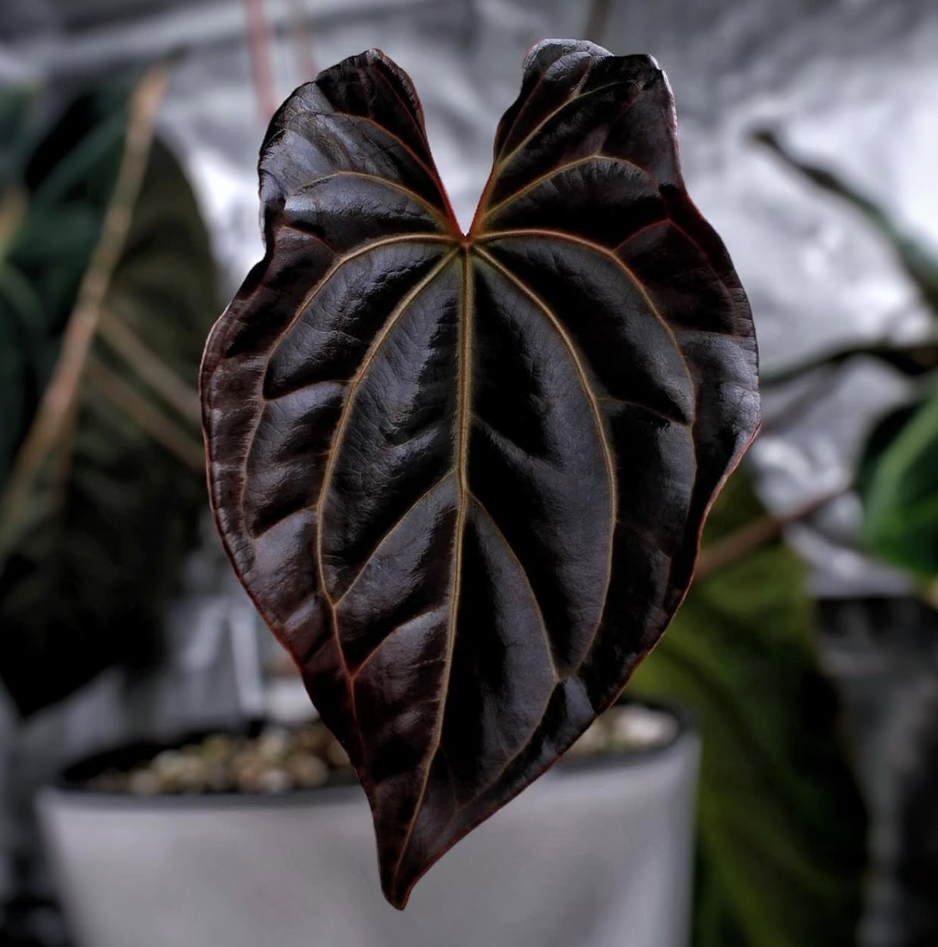 Tezula BWM x Besseae Aff. "VSOP"