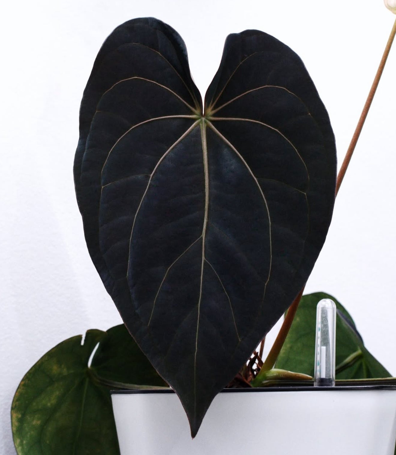 Forgetii x Carla "Amanda" x (RG Dress F2 x Carla "Amanda")