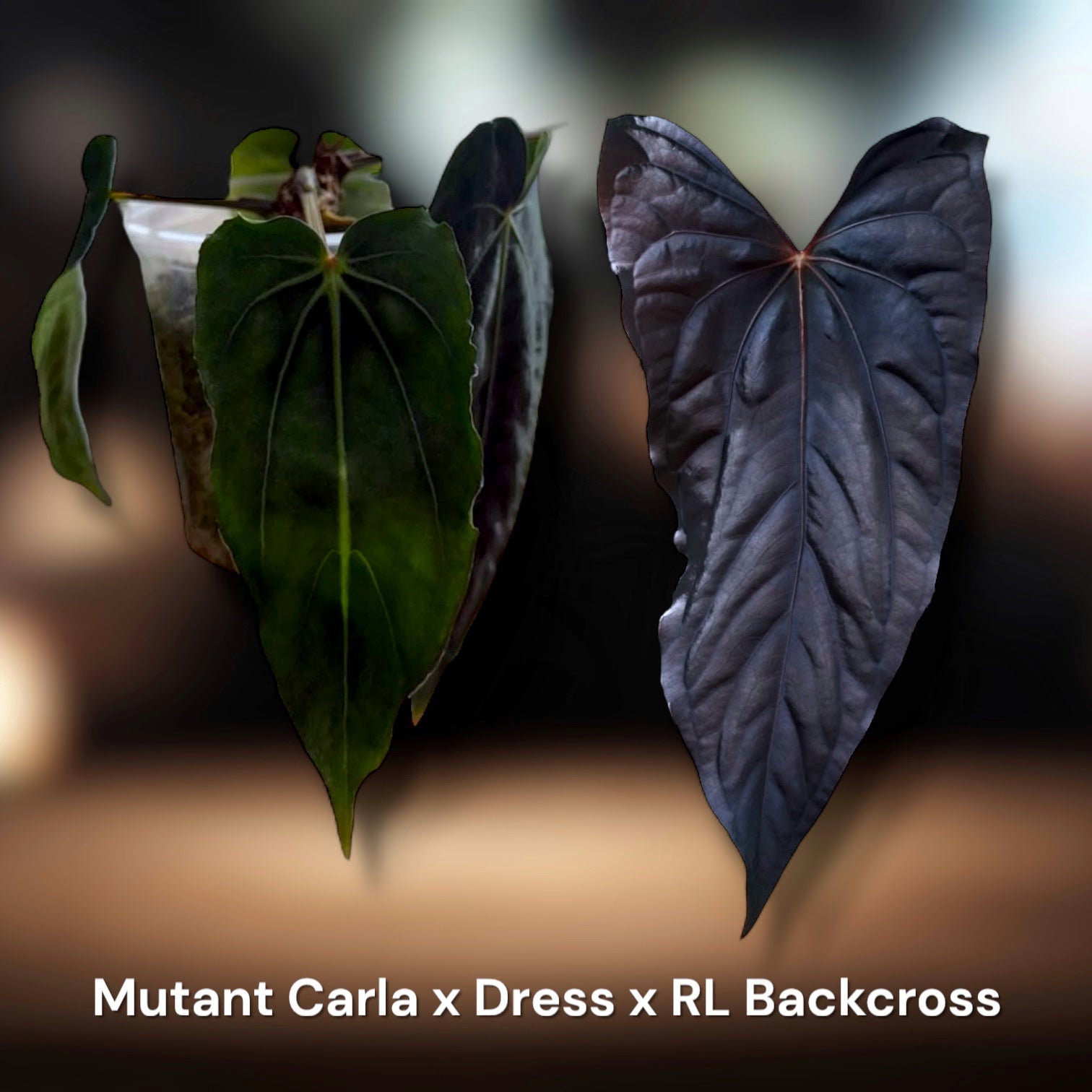 Micro/Mutant Carla x Dressleri) x RL Backross – Jiggy Plant Guy