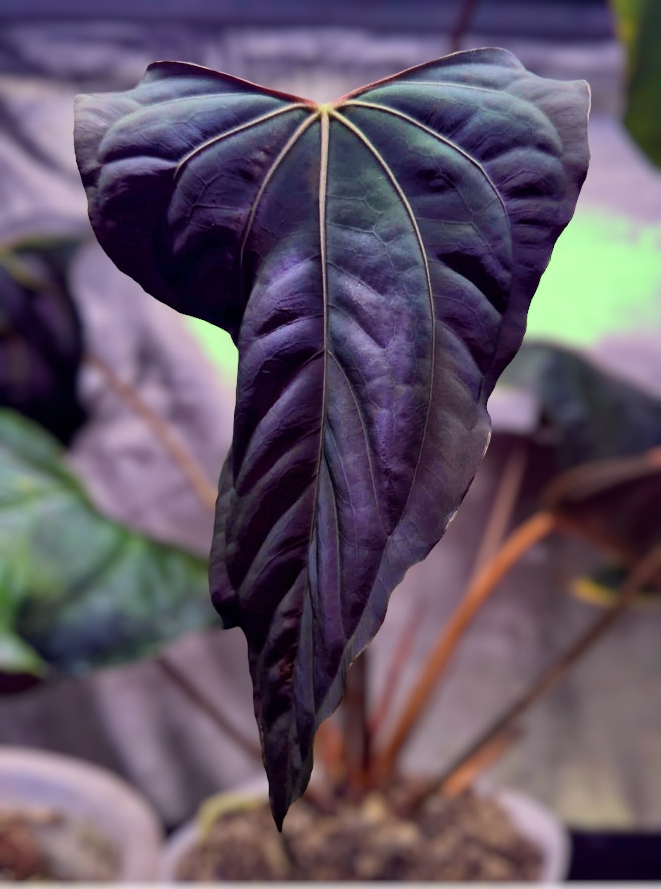 Ft. Sherman x RG Dressleri X RL Self