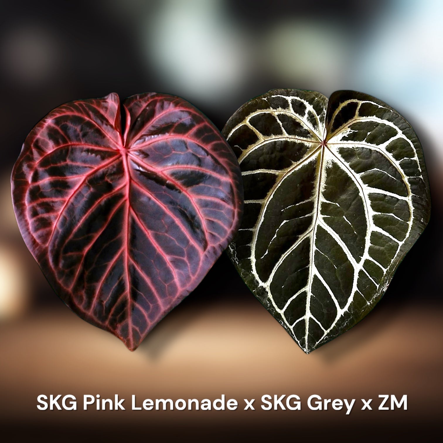 A. SKG Pink Lemonade × A.Zara Michelle⑥ Anthurium. SKG Pink Lemonade × A.Zara Michelle⑥