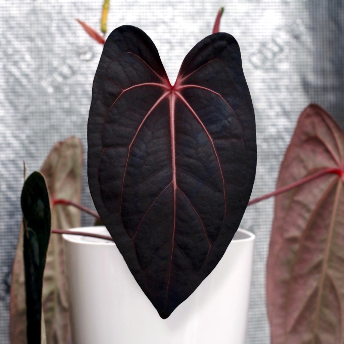 Doc Block Black Widow 43" × Carlablackiae 80" × (Carlablackiae “GPH001” × RA x RVDP)