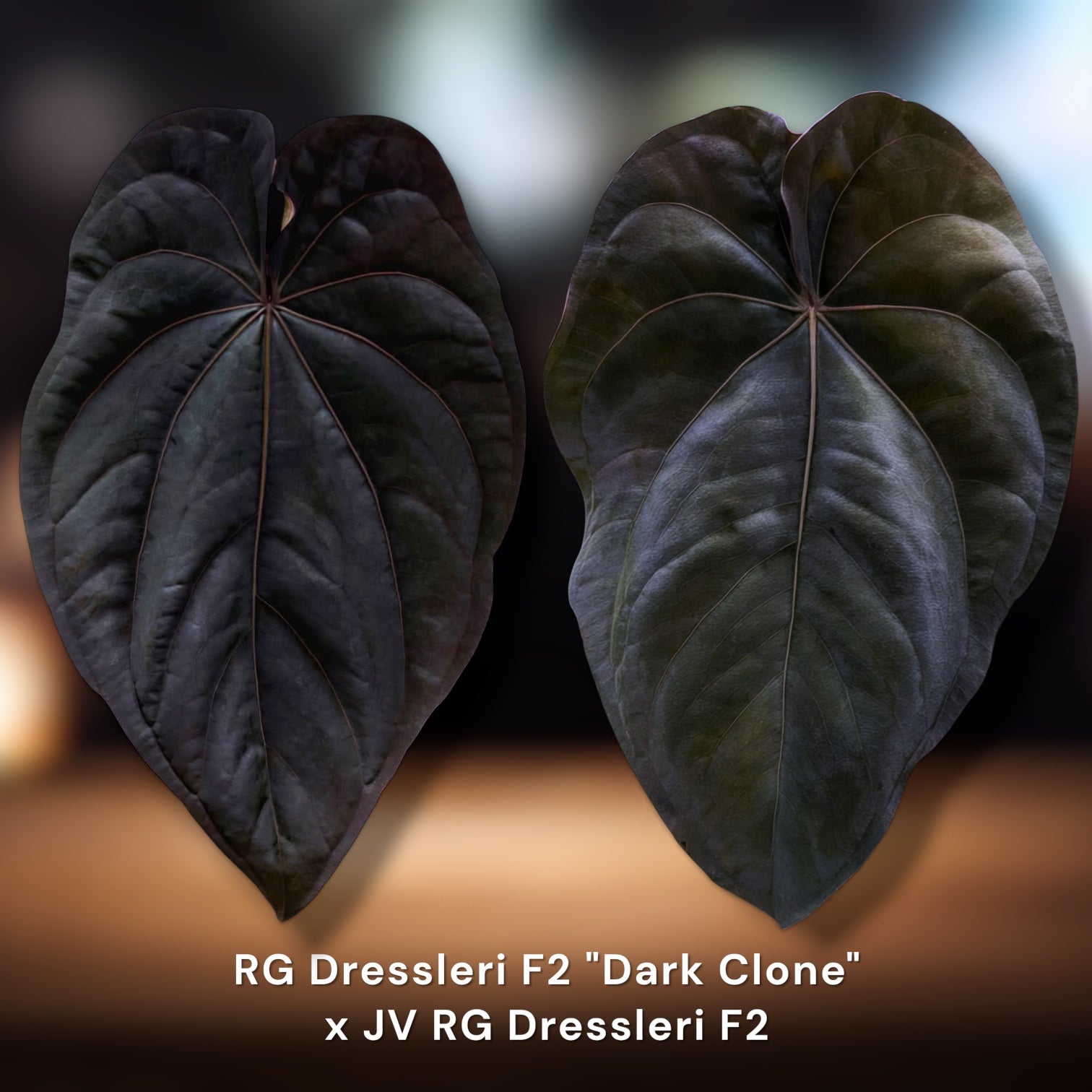 RG Dressleri F2 