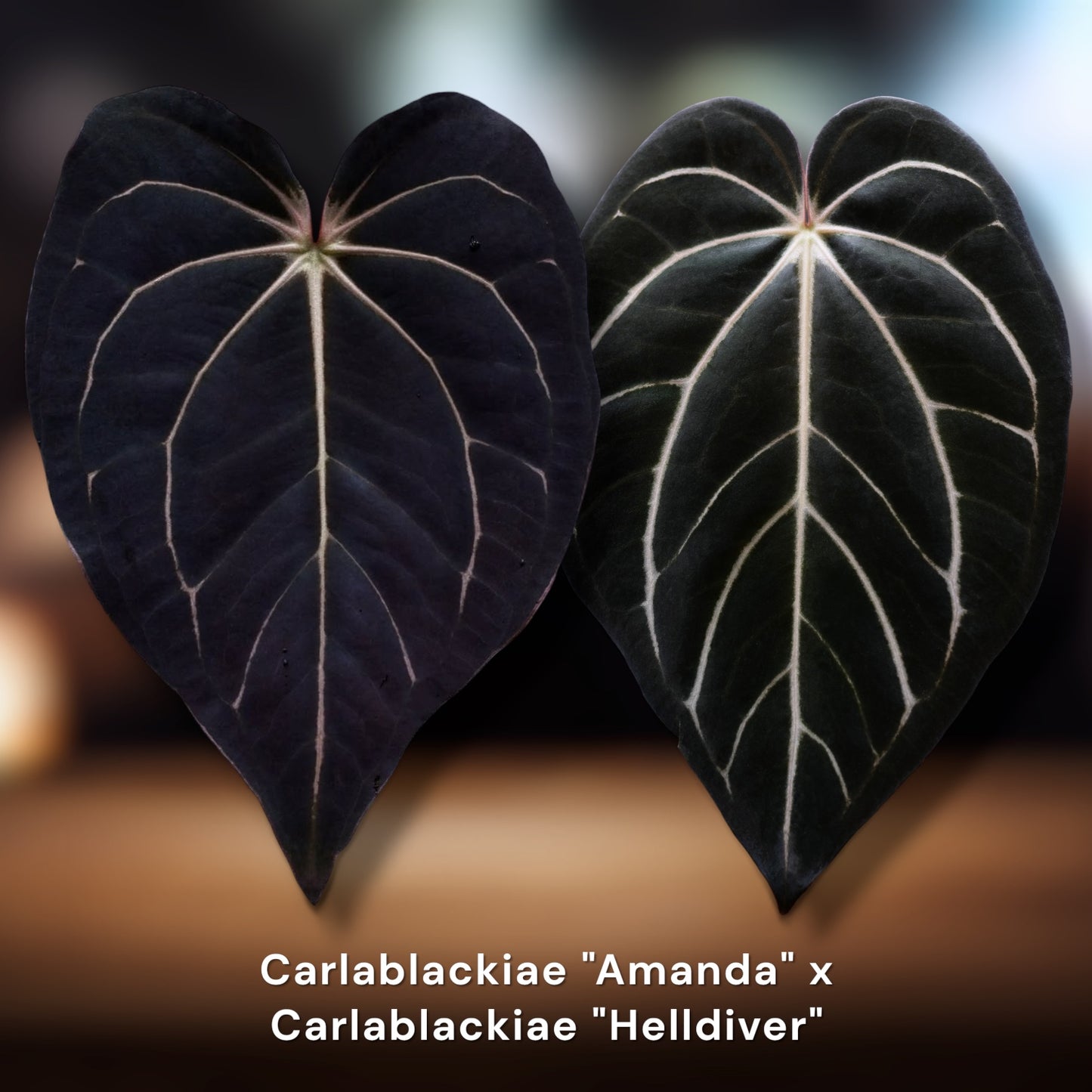 Carlablackiae Amanda × Helldiver