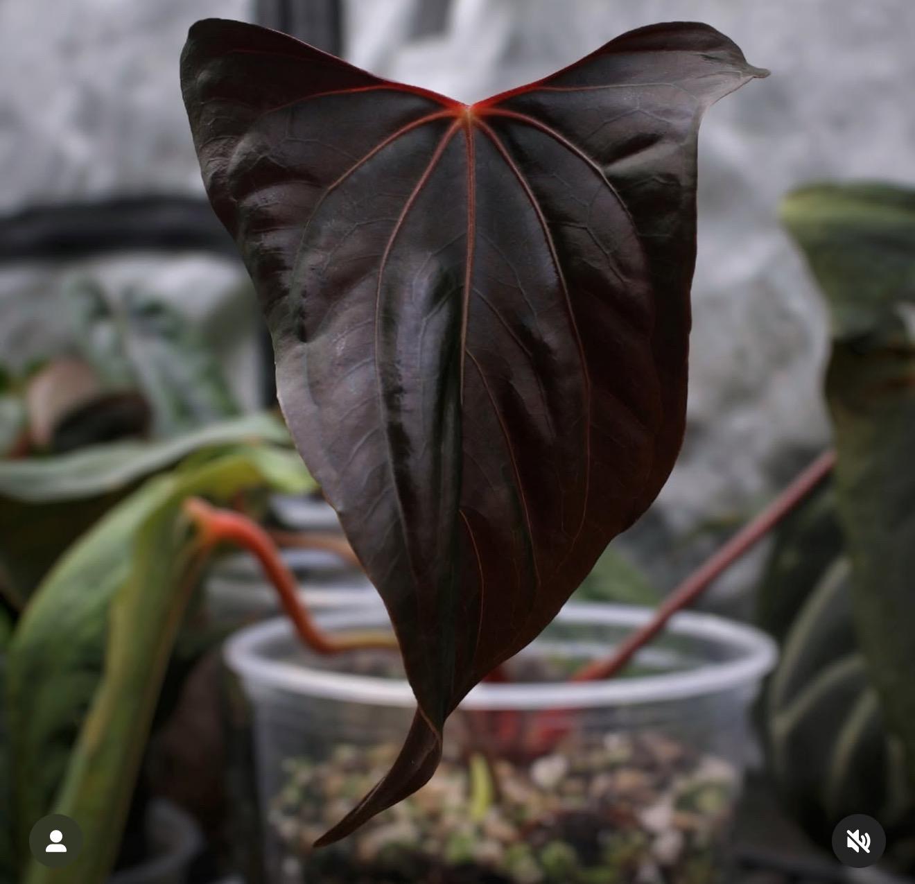 RG Dress F2 x Carlablackiae "Amanda" x RL self (Red Vein)