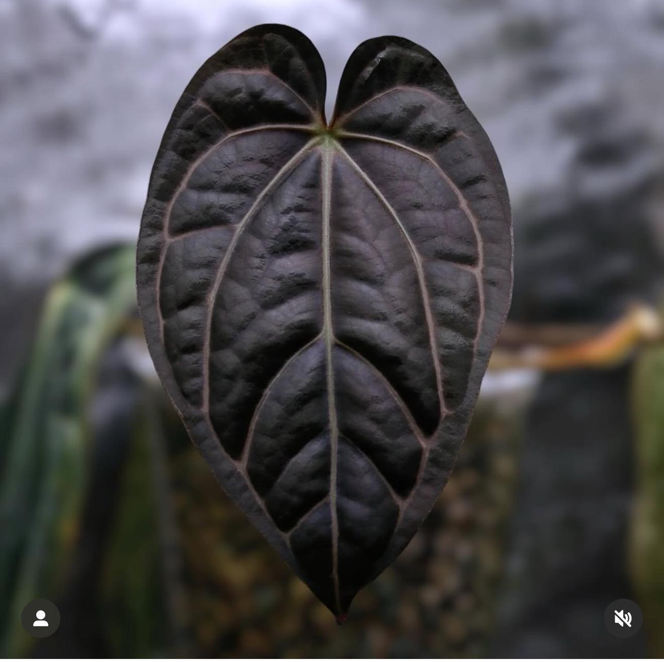 Ralph Lynam x RG Dressleri x Carlablackiae A1 self *Selects*