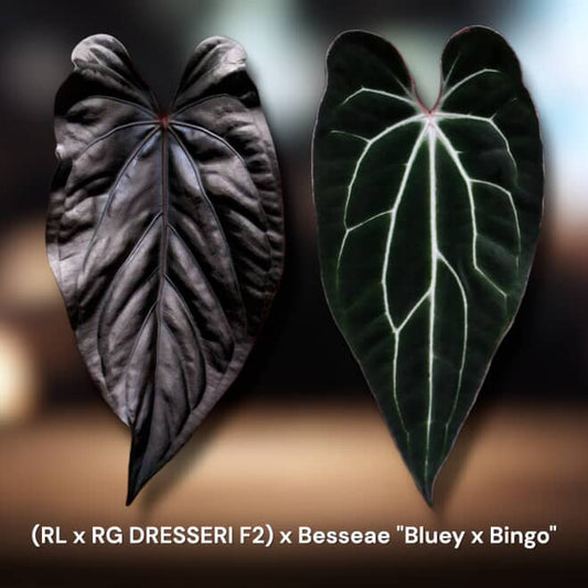 RL × RG DRESSERI F2 × Besseae “Bluey × Bingo”