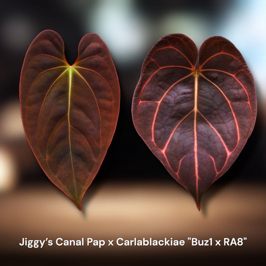 Jiggy’s Canal Pap x Carlablackiae "Buz1 x RA8"