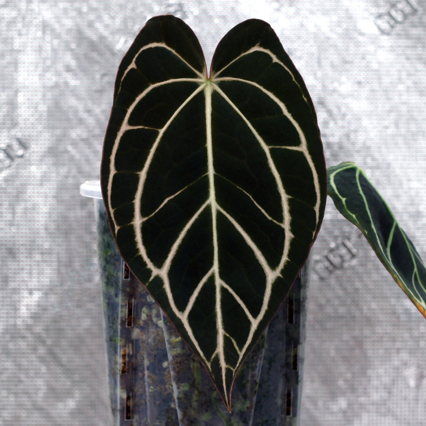 Jiggy Carlablackiae :: Volume 2 (JPG.2 × RA7 clone)