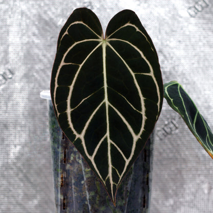 Jiggy Carlablackiae :: Volume 2 (JPG.2 × RA7 clone)