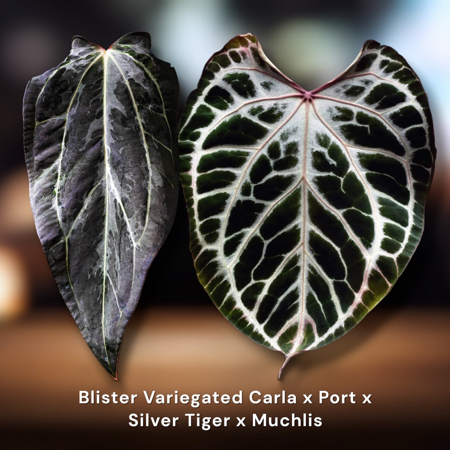 Carlablackiae x Port) x (Silver Tiger Muchlis) – Jiggy Plant Guy