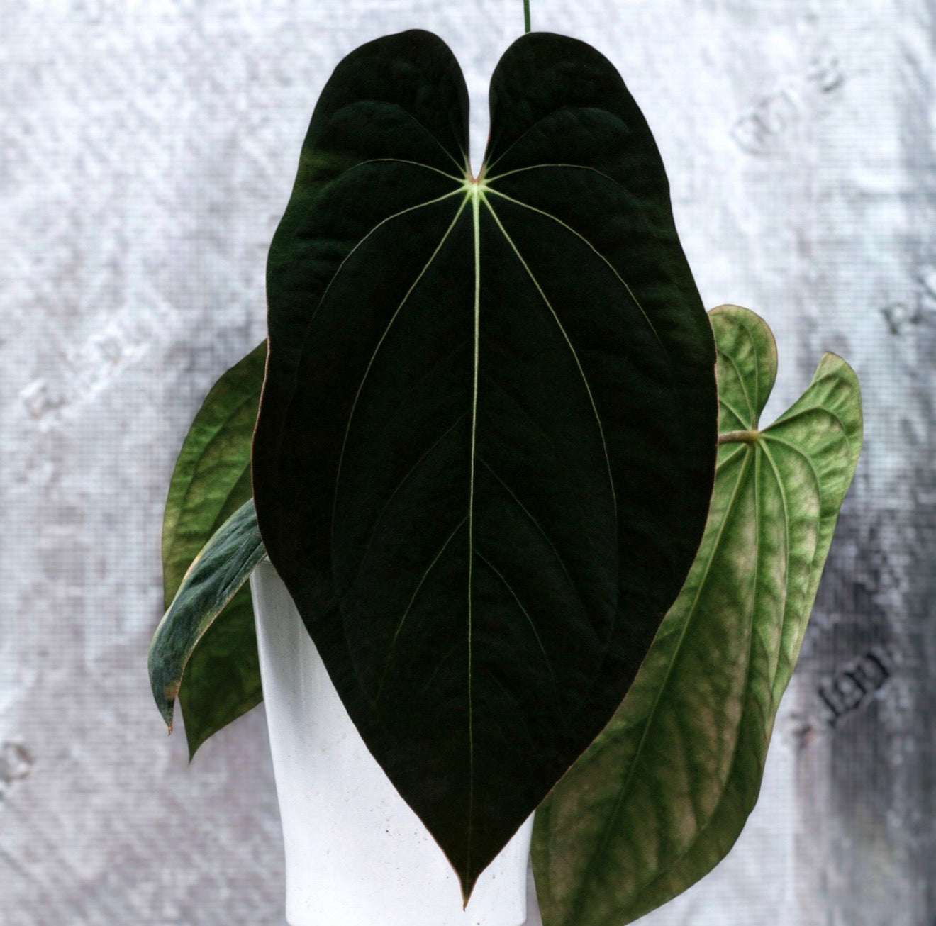 BVEP RA1 × Sun Pure Antolakii Seedling | JiggyPlantGuy