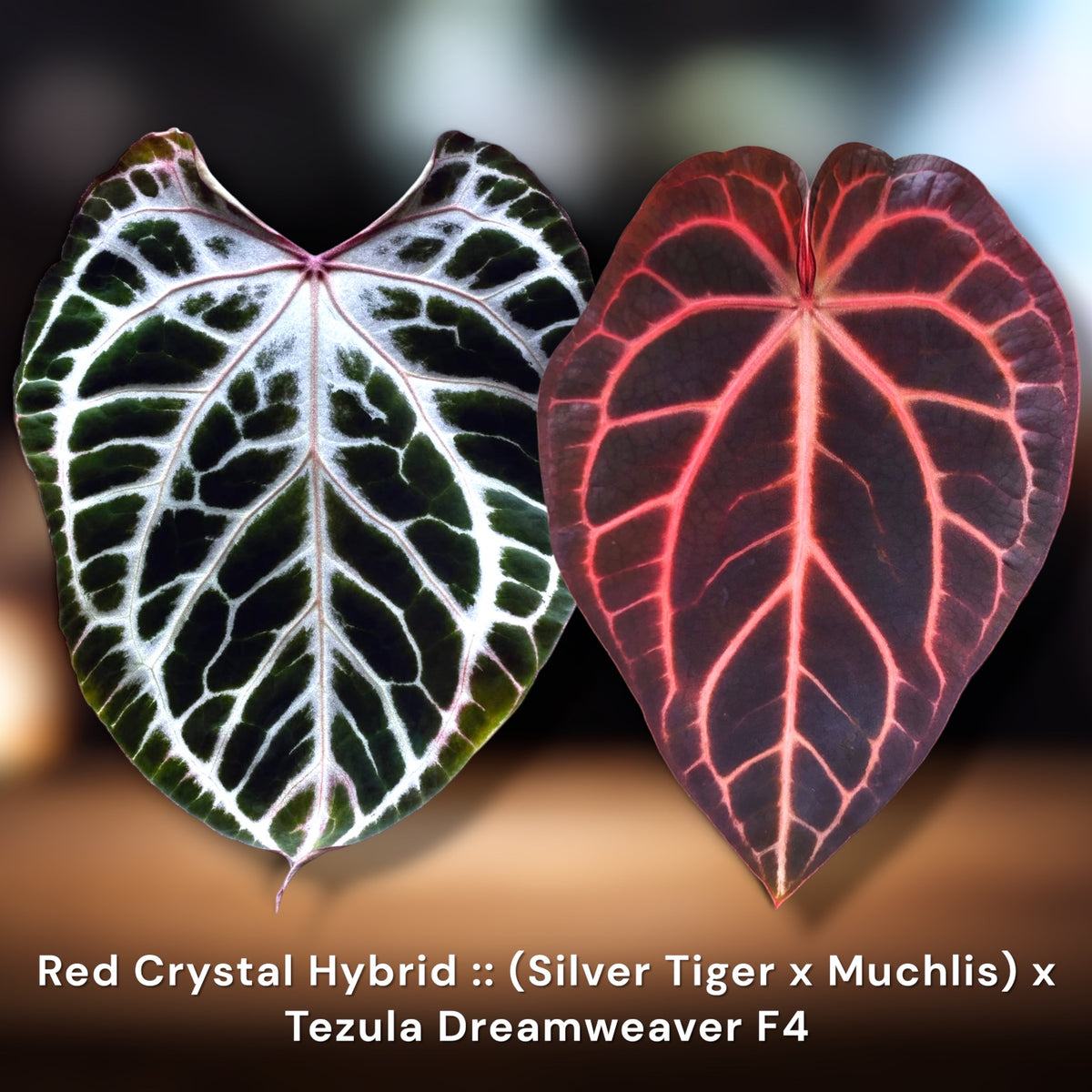 Silver Tiger × Muchlis × Tezula Dreamweaver F4 Anthurium parent reference image