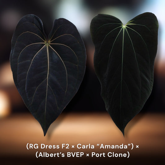RG Dressleri x Carlablackiae “Amanda” x (BVEP x Dorito Portillae)