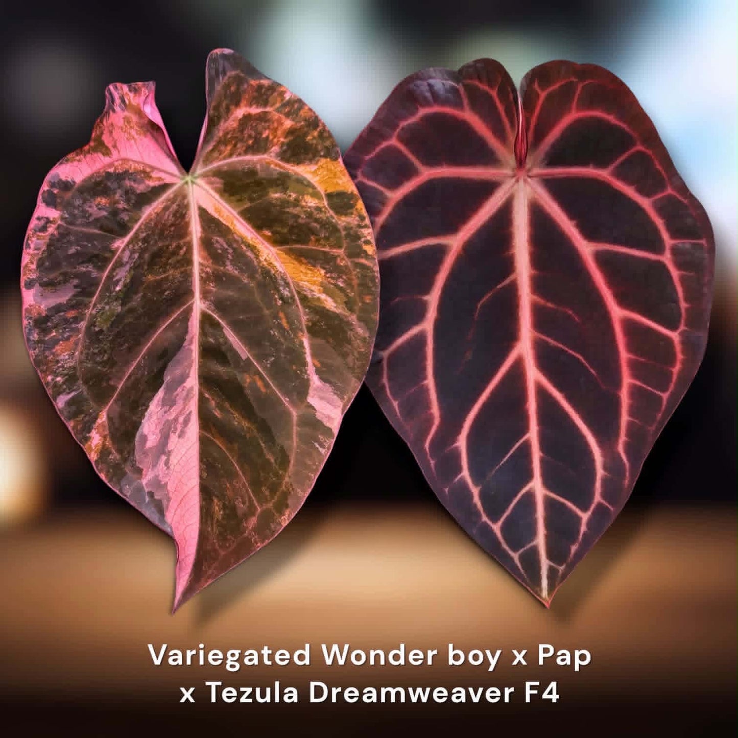 (Variegated Wonderboy × Papillilaminum) × Tezula Dreamweaver F4