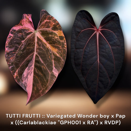 Tutti Frutti :: (Variegated Wonderboy × Papillilaminum) × (Carlablackiae × RVDP)