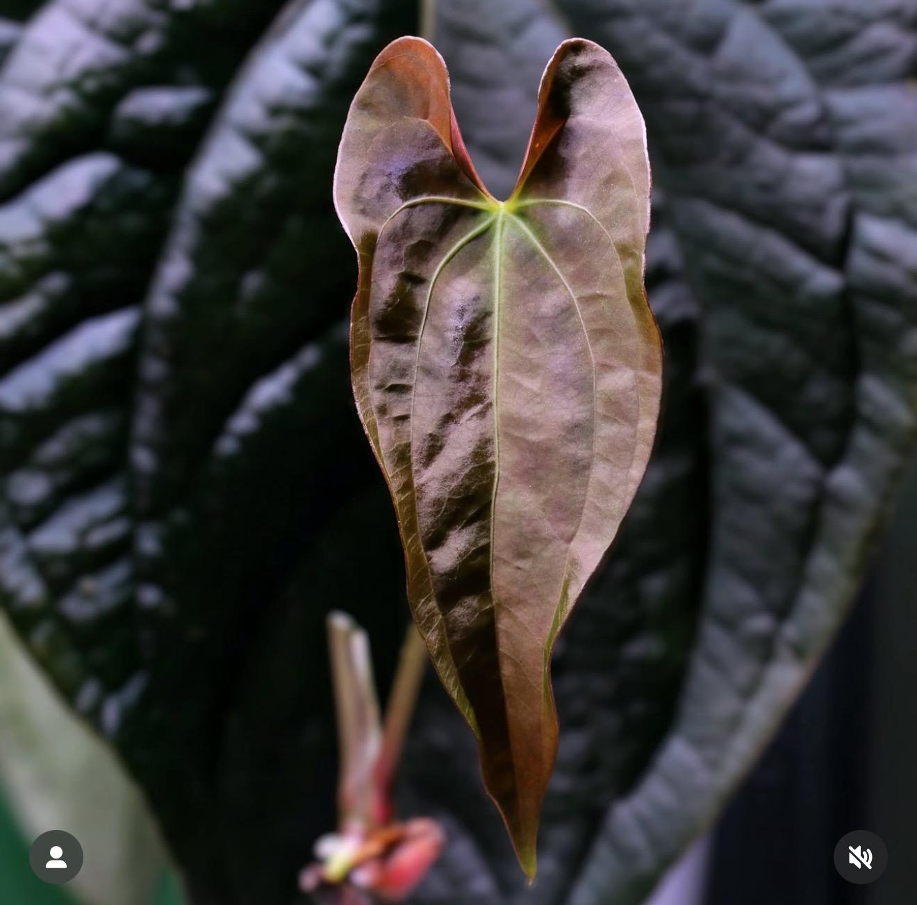 anthurium swamp bunny Pure Pap: (Voldemort x Wu 1) x (RA5 x Swamp Bunny)