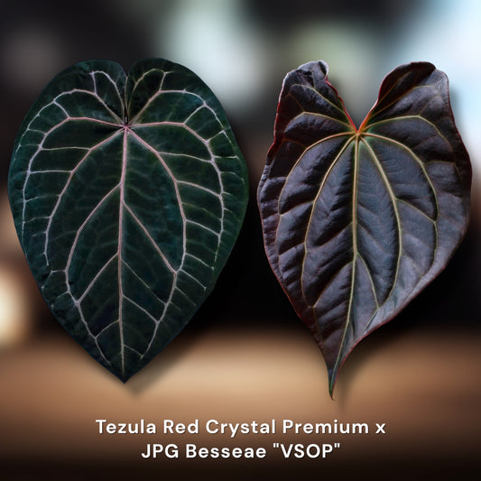 Tezula BWM x Besseae Aff. "VSOP"