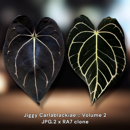 Jiggy Carlablackiae :: Volume 2 (JPG.2 × RA7 clone)