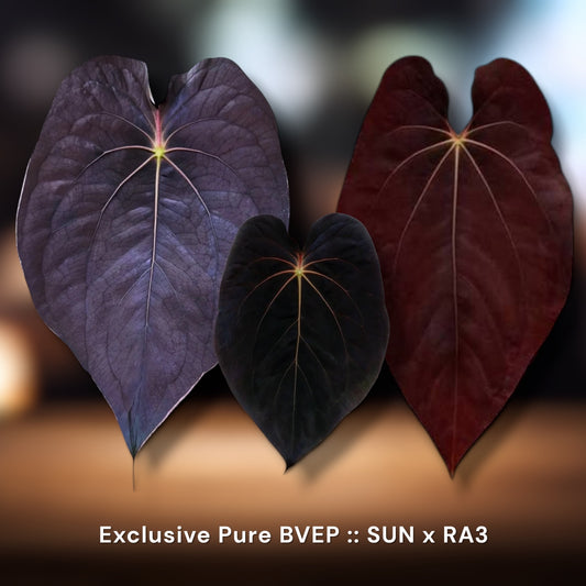 BVEP : Sun x RA3