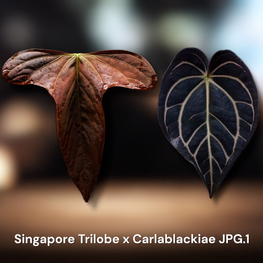Sp. Trilobe Singapore x Carlablackiae