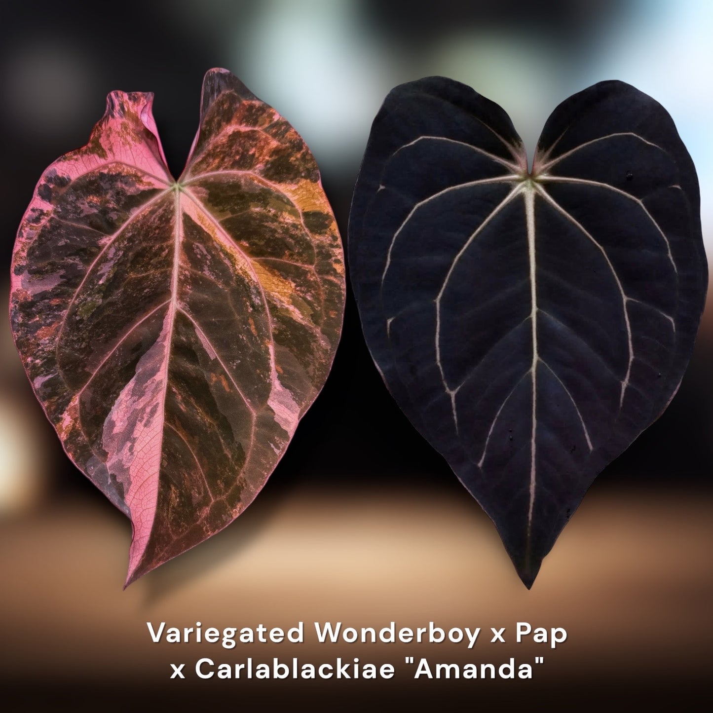 Variegated Wonderboy x Pap × Carlablackiae "Amanda"