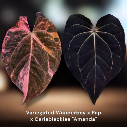Variegated Wonderboy x Pap × Carlablackiae "Amanda"
