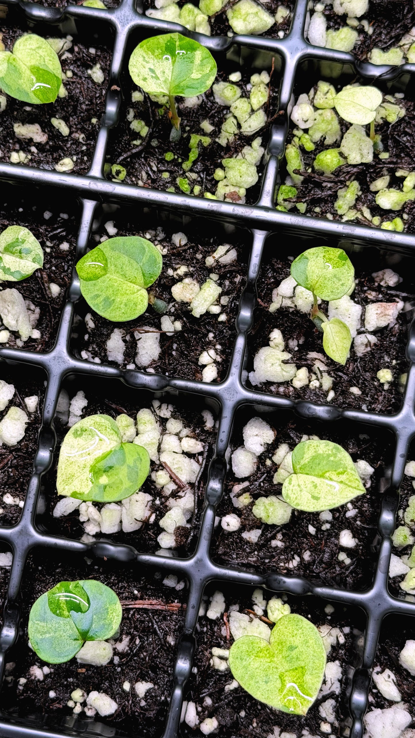 Variegated Tutti Frutti - (Confirmed Var Release)