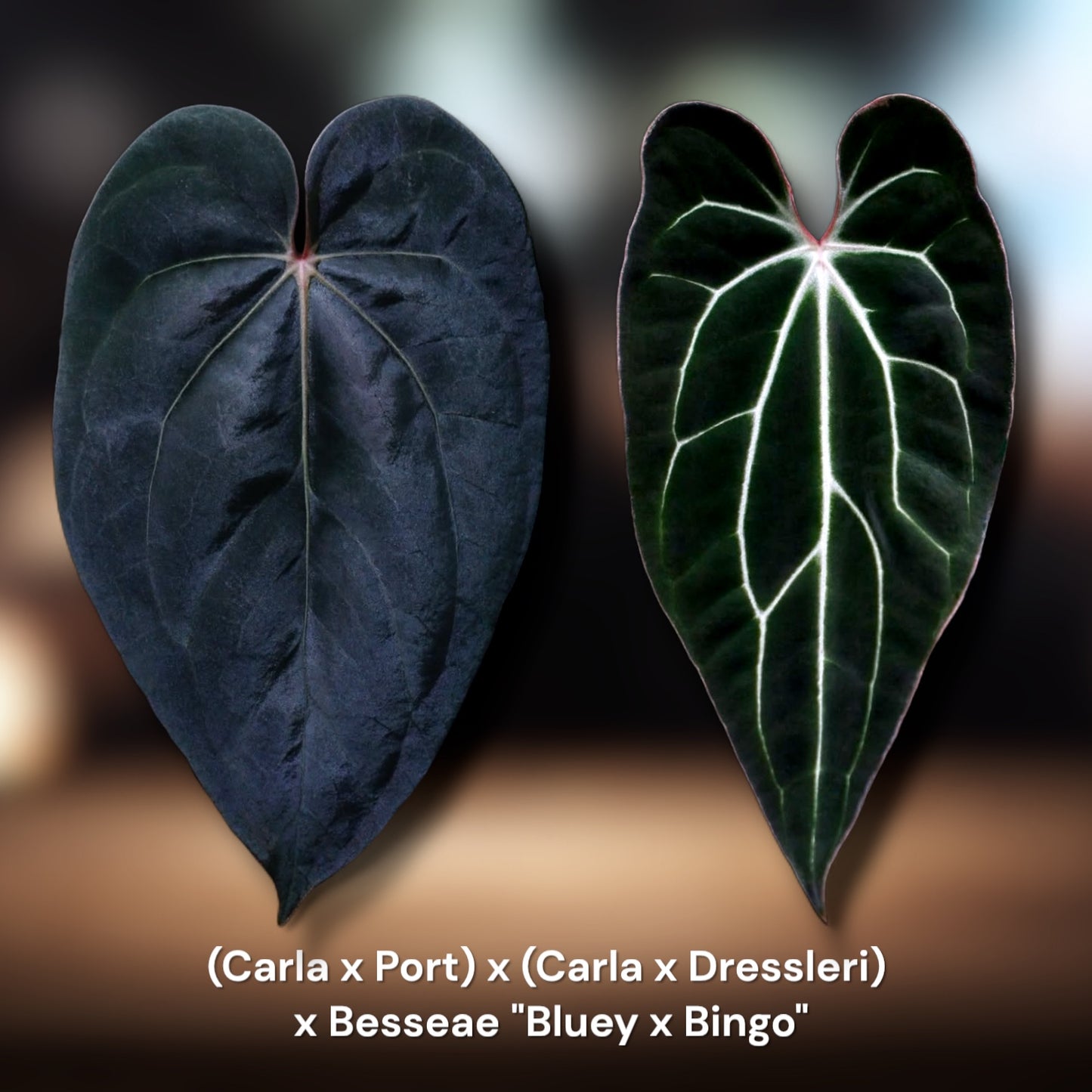 (Carla x Port) x (Carla x Dressleri)
 x Besseae "Bluey x Bingo"