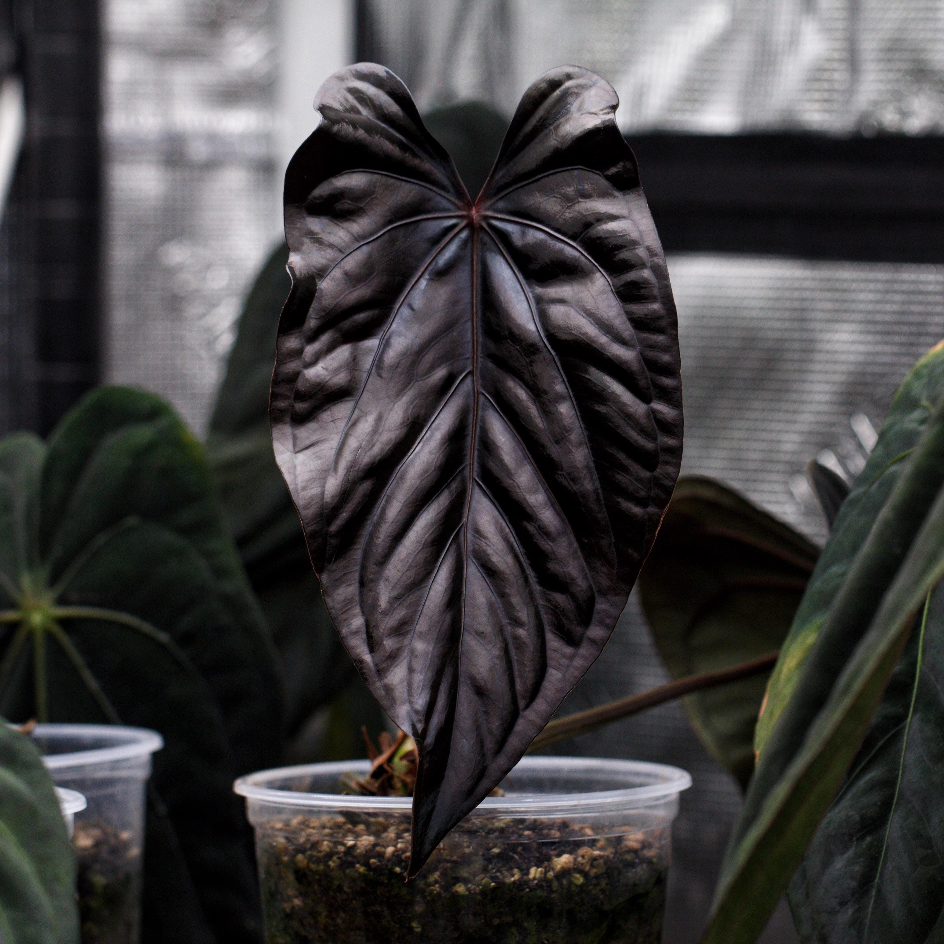 Ralph Lynam x RG Dressleri x Carlablackiae A1 self *Selects