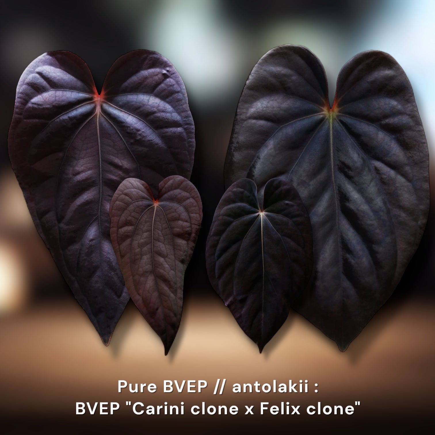 BVEP Carini × Felix Pure Antolakii Seedling | JiggyPlantGuy